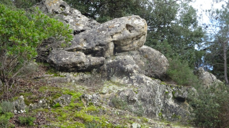 Une tortue égarée ?